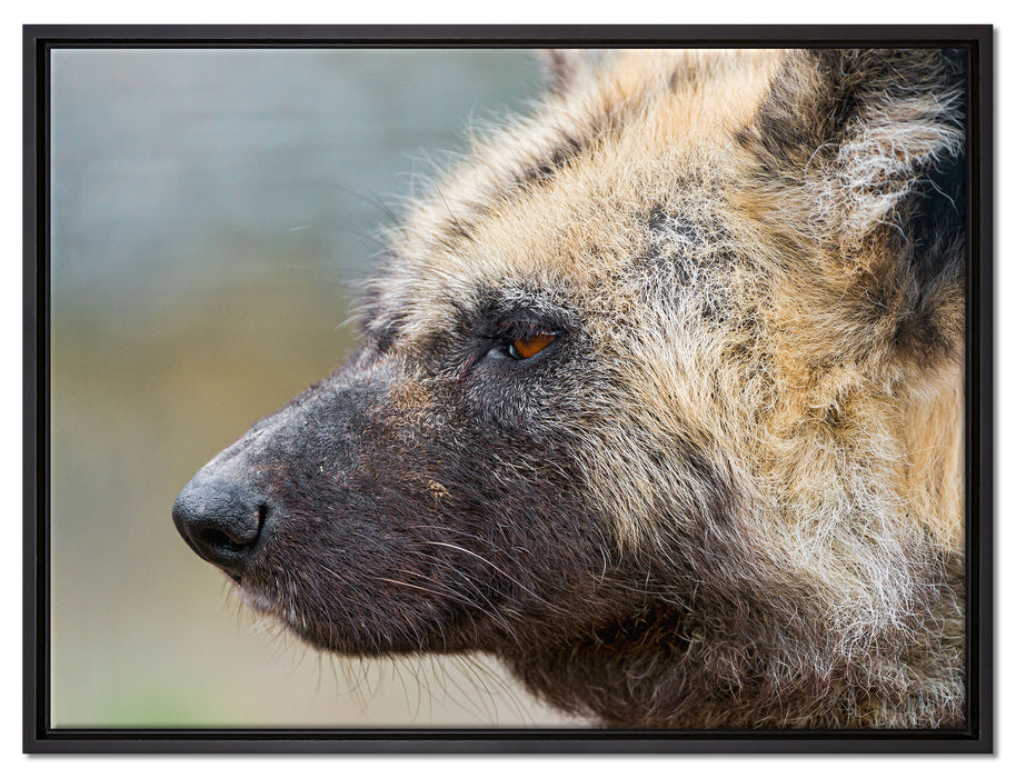Hyäne im Seitenprofil auf Leinwandbild gerahmt Größe 80x60