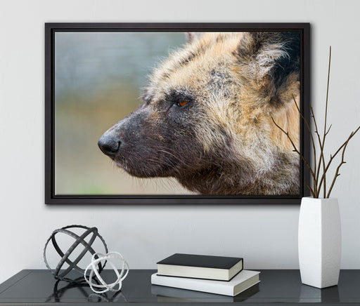 Hyäne im Seitenprofil auf Leinwandbild gerahmt mit Kirschblüten