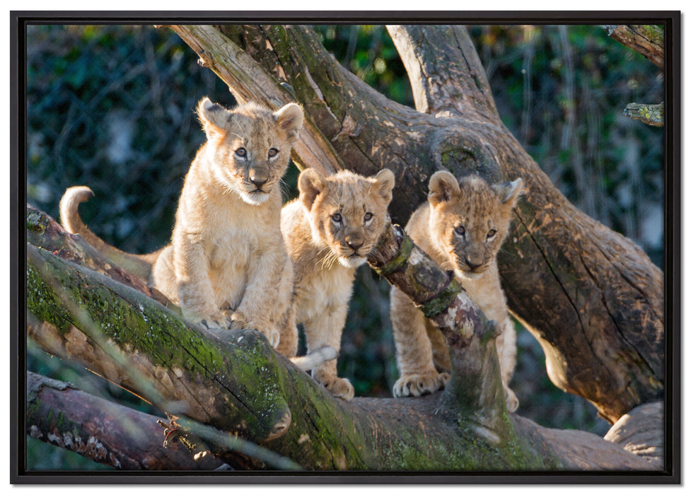 süße Löwenjunge auf Baum auf Leinwandbild gerahmt Größe 100x70
