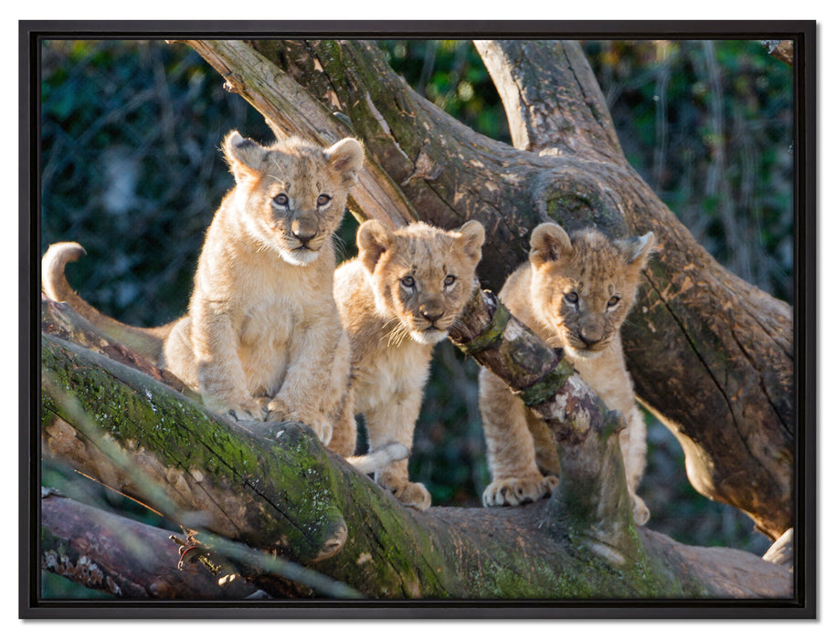 süße Löwenjunge auf Baum auf Leinwandbild gerahmt Größe 80x60