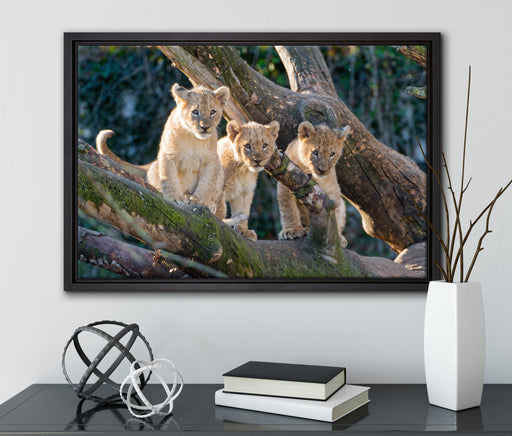 süße Löwenjunge auf Baum auf Leinwandbild gerahmt mit Kirschblüten