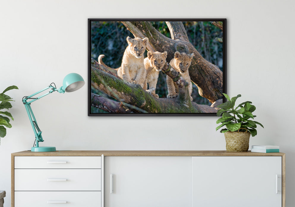 süße Löwenjunge auf Baum auf Leinwandbild gerahmt verschiedene Größen im Wohnzimmer