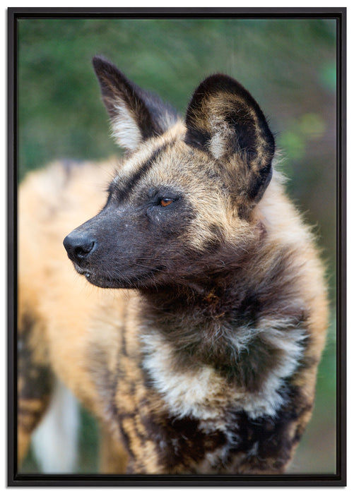 gescheckte Hyäne auf Leinwandbild gerahmt Größe 100x70