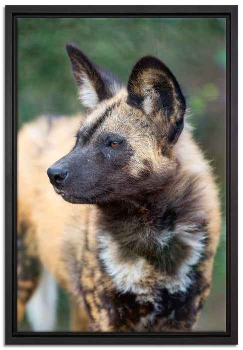 gescheckte Hyäne auf Leinwandbild gerahmt Größe 60x40
