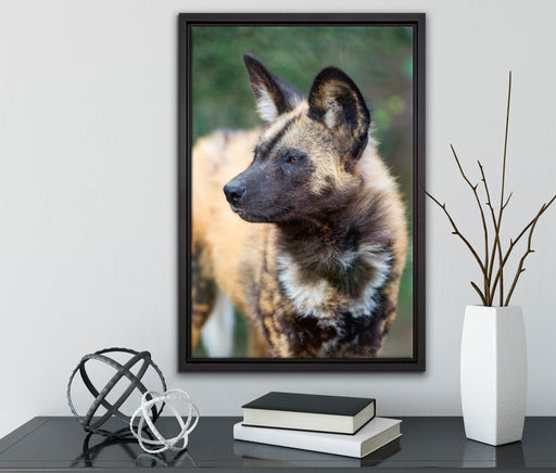 gescheckte Hyäne auf Leinwandbild gerahmt mit Kirschblüten
