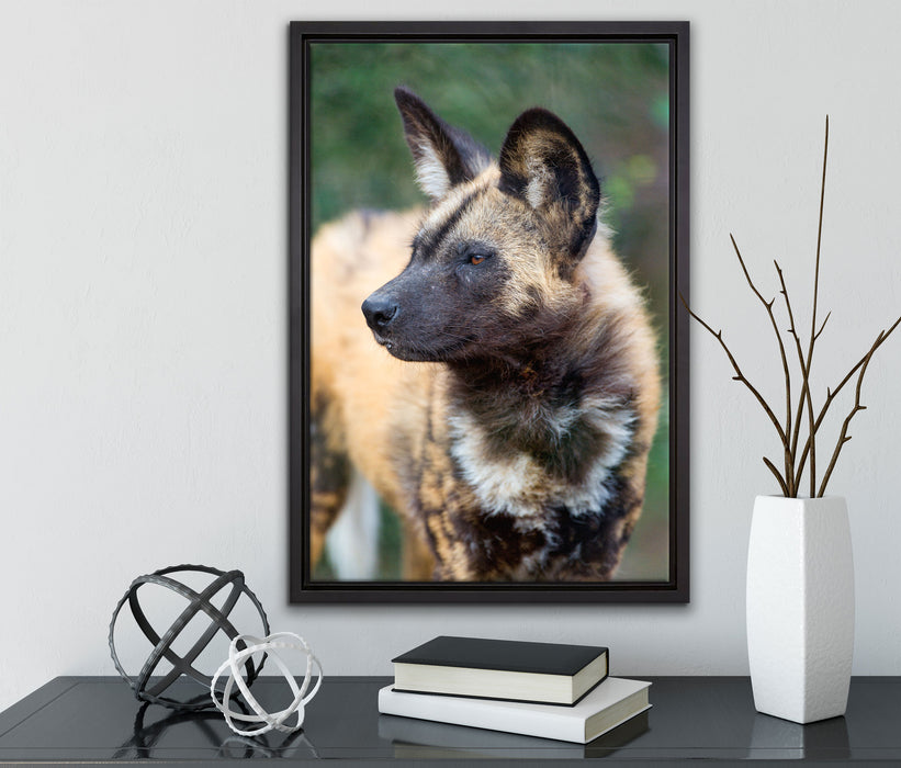 gescheckte Hyäne auf Leinwandbild gerahmt mit Kirschblüten