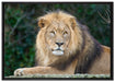 majestätischer Löwe auf Stein auf Leinwandbild gerahmt Größe 100x70