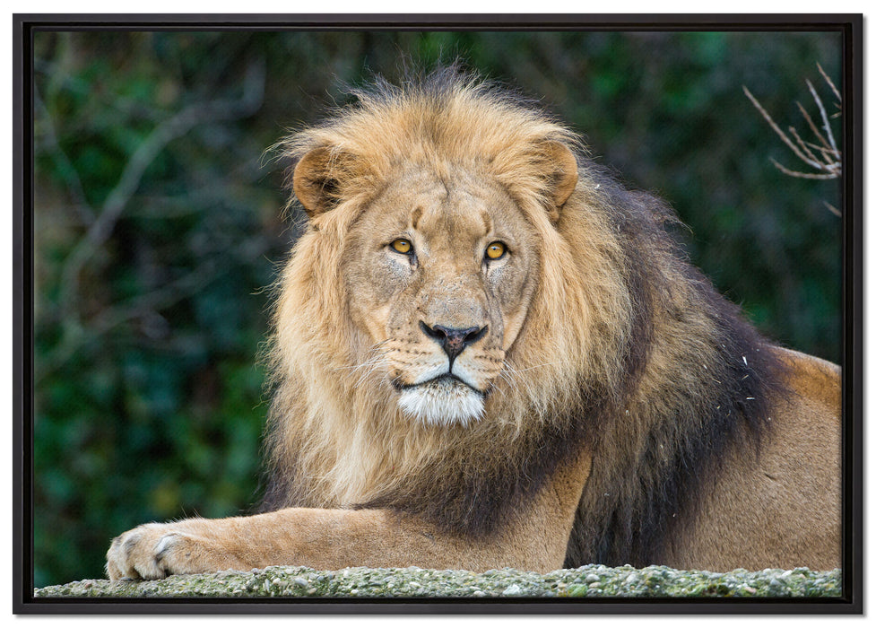 majestätischer Löwe auf Stein auf Leinwandbild gerahmt Größe 100x70
