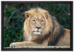 majestätischer Löwe auf Stein auf Leinwandbild gerahmt Größe 60x40