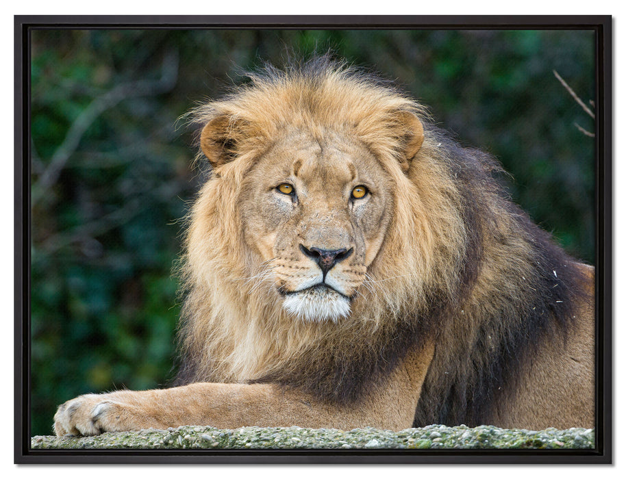 majestätischer Löwe auf Stein auf Leinwandbild gerahmt Größe 80x60