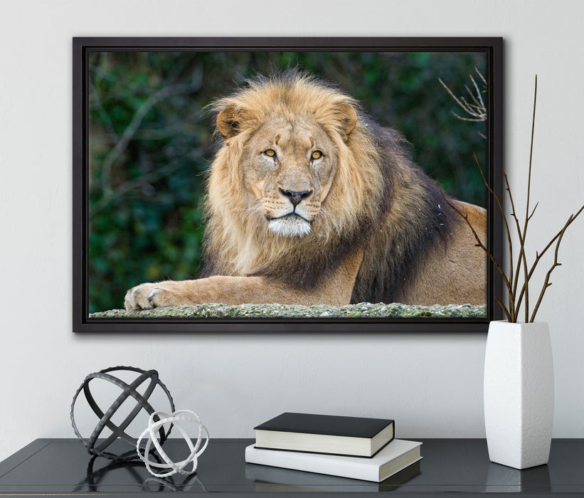 majestätischer Löwe auf Stein auf Leinwandbild gerahmt mit Kirschblüten