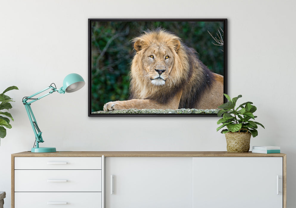 majestätischer Löwe auf Stein auf Leinwandbild gerahmt verschiedene Größen im Wohnzimmer