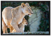 Löwenmutter mit Jungtier auf Leinwandbild gerahmt Größe 100x70