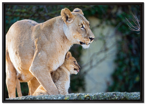 Löwenmutter mit Jungtier auf Leinwandbild gerahmt Größe 100x70