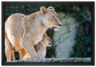 Löwenmutter mit Jungtier auf Leinwandbild gerahmt Größe 60x40