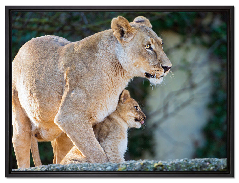 Löwenmutter mit Jungtier auf Leinwandbild gerahmt Größe 80x60