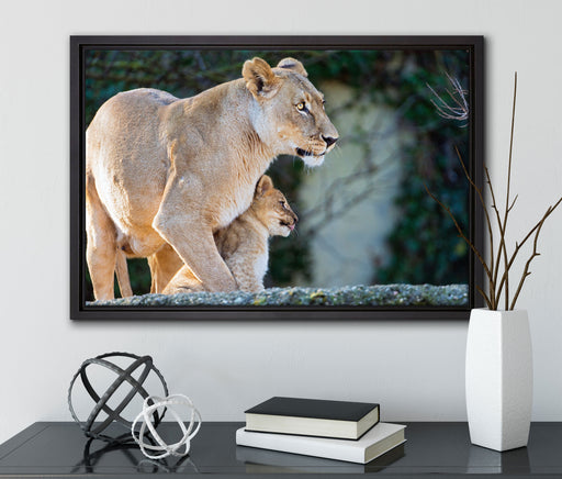 Löwenmutter mit Jungtier auf Leinwandbild gerahmt mit Kirschblüten