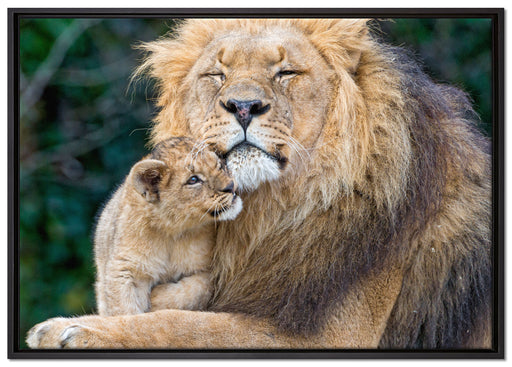 Löwenvater kuschelt mit Jungtier auf Leinwandbild gerahmt Größe 100x70