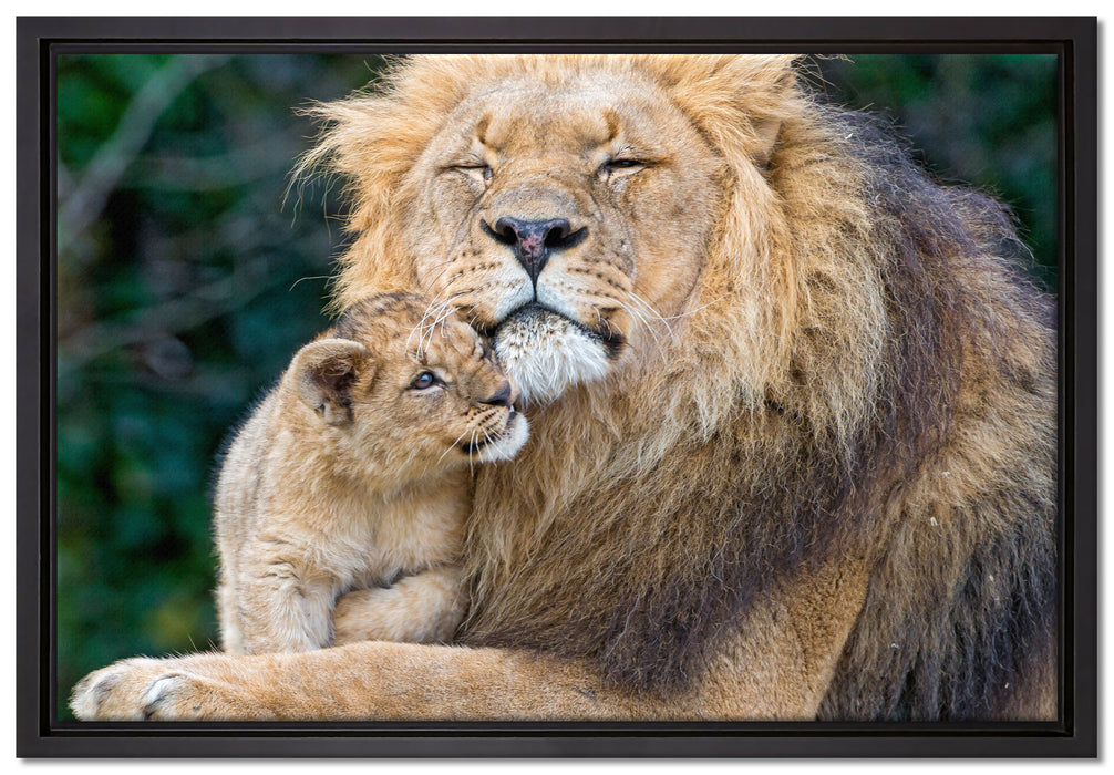Löwenvater kuschelt mit Jungtier auf Leinwandbild gerahmt Größe 60x40