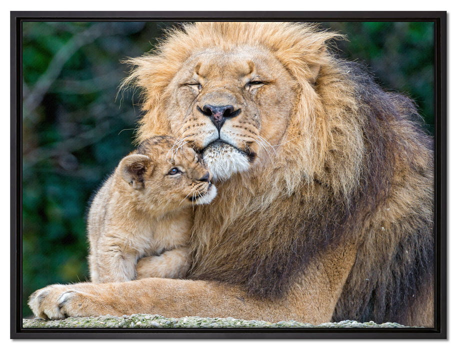 Löwenvater kuschelt mit Jungtier auf Leinwandbild gerahmt Größe 80x60