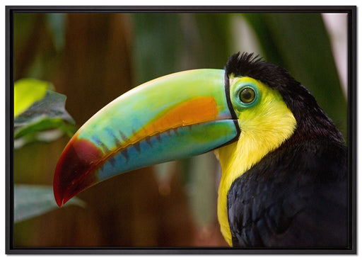schöner Tukan auf Leinwandbild gerahmt Größe 100x70
