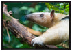 Nasenbär auf Ast auf Leinwandbild gerahmt Größe 100x70