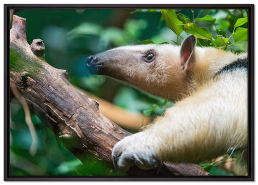 Nasenbär auf Ast auf Leinwandbild gerahmt Größe 100x70