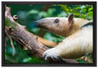 Nasenbär auf Ast auf Leinwandbild gerahmt Größe 60x40