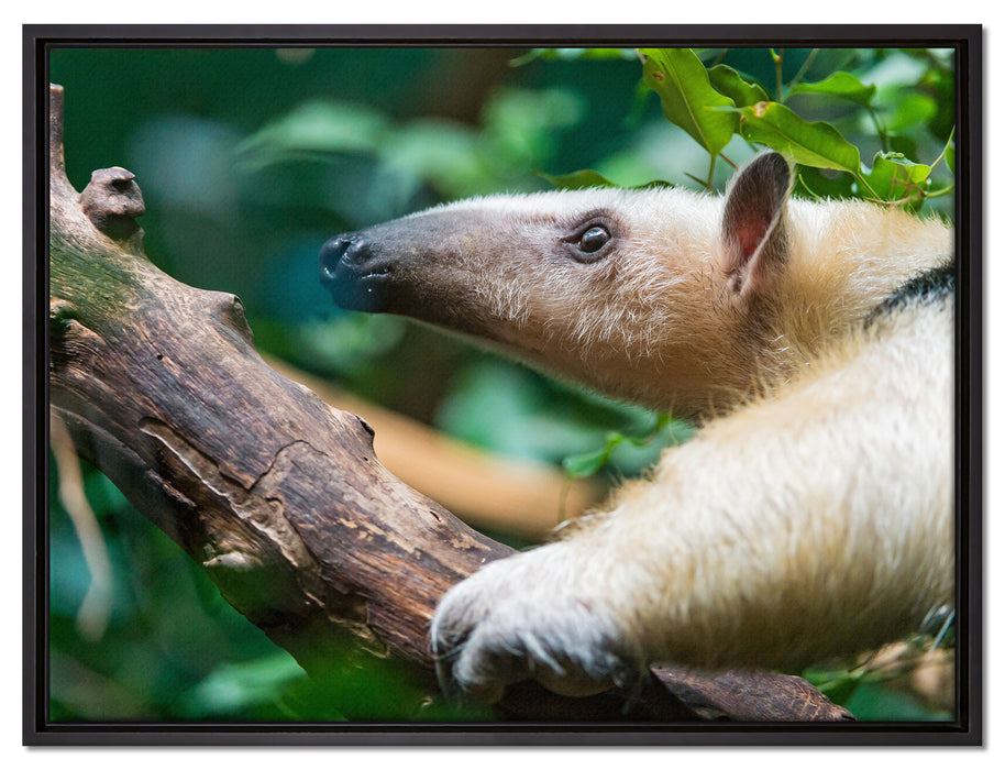 Nasenbär auf Ast auf Leinwandbild gerahmt Größe 80x60