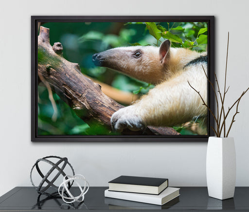 Nasenbär auf Ast auf Leinwandbild gerahmt mit Kirschblüten