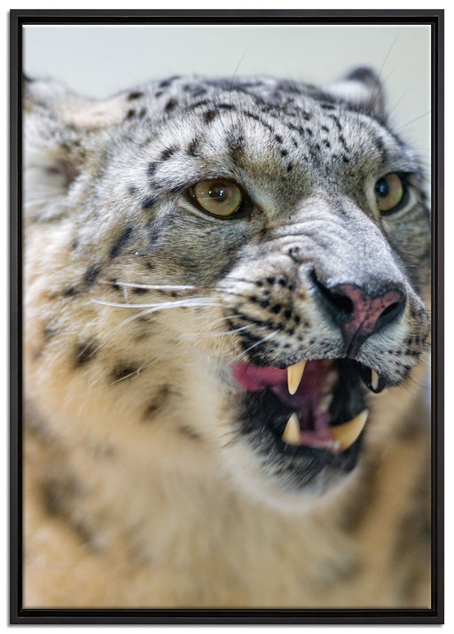 Schneeleopard zeigt Zähne auf Leinwandbild gerahmt Größe 100x70