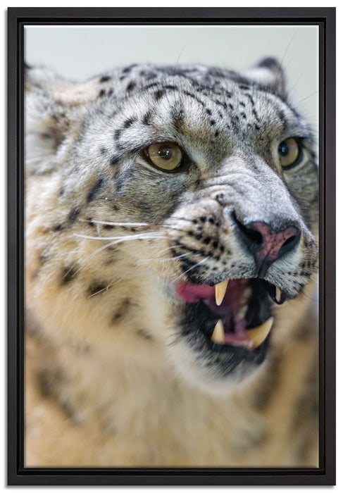 Schneeleopard zeigt Zähne auf Leinwandbild gerahmt Größe 60x40