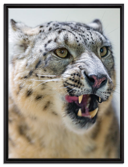 Schneeleopard zeigt Zähne auf Leinwandbild gerahmt Größe 80x60
