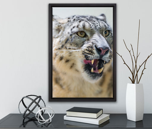 Schneeleopard zeigt Zähne auf Leinwandbild gerahmt mit Kirschblüten