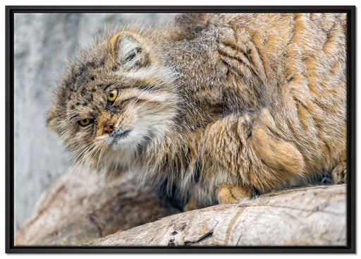 kleine Manul auf Stein auf Leinwandbild gerahmt Größe 100x70