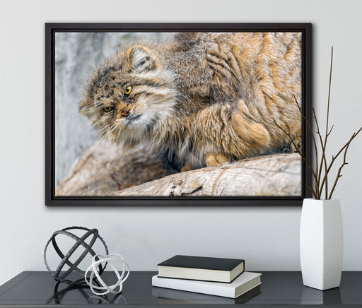 kleine Manul auf Stein auf Leinwandbild gerahmt mit Kirschblüten