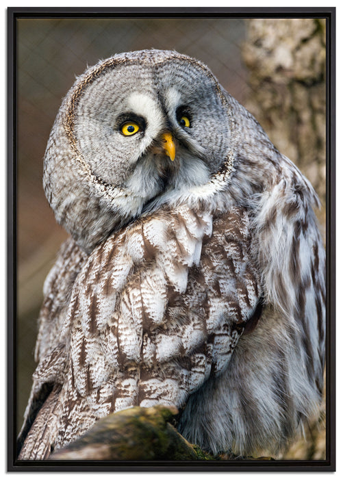 große Eule auf Ast auf Leinwandbild gerahmt Größe 100x70