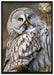 große Eule auf Ast auf Leinwandbild gerahmt Größe 100x70