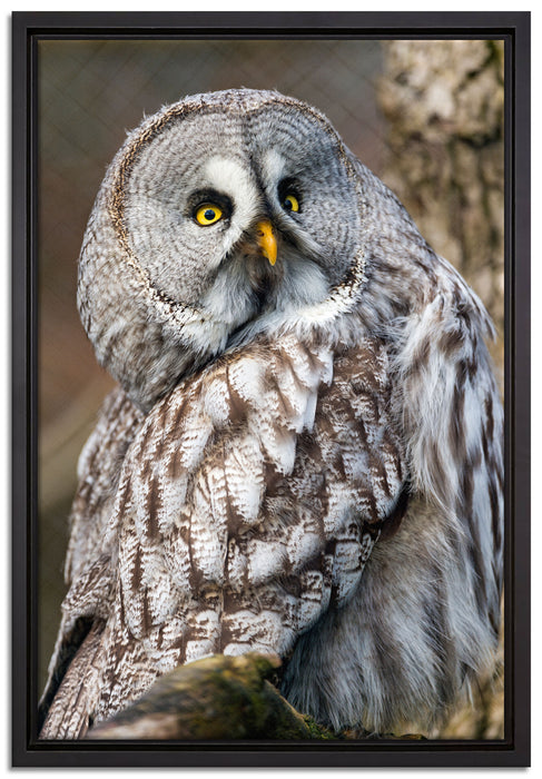 große Eule auf Ast auf Leinwandbild gerahmt Größe 60x40