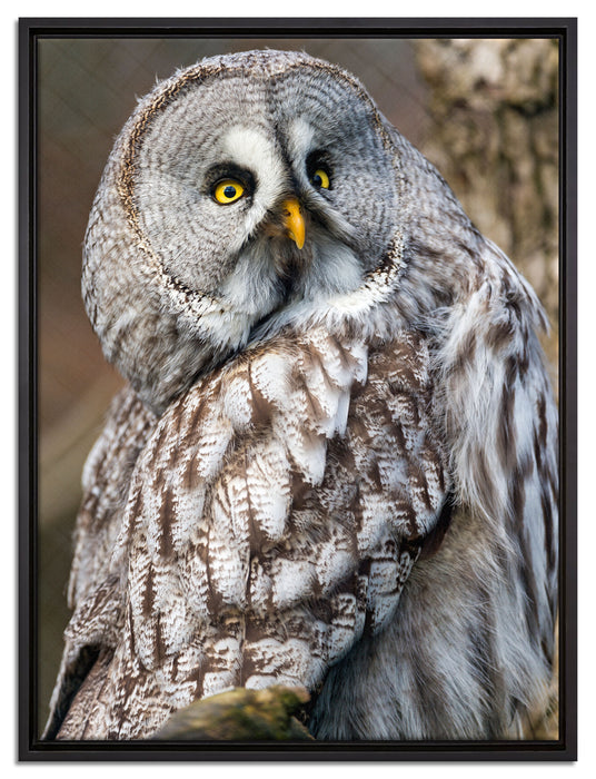 große Eule auf Ast auf Leinwandbild gerahmt Größe 80x60
