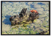 rote Krabbe auf Riff auf Leinwandbild gerahmt Größe 100x70
