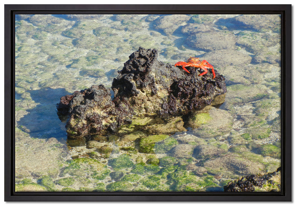 rote Krabbe auf Riff auf Leinwandbild gerahmt Größe 60x40