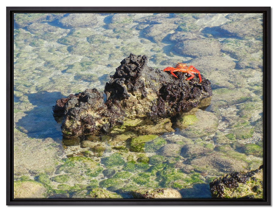 rote Krabbe auf Riff auf Leinwandbild gerahmt Größe 80x60