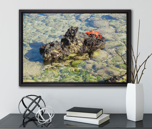 rote Krabbe auf Riff auf Leinwandbild gerahmt mit Kirschblüten