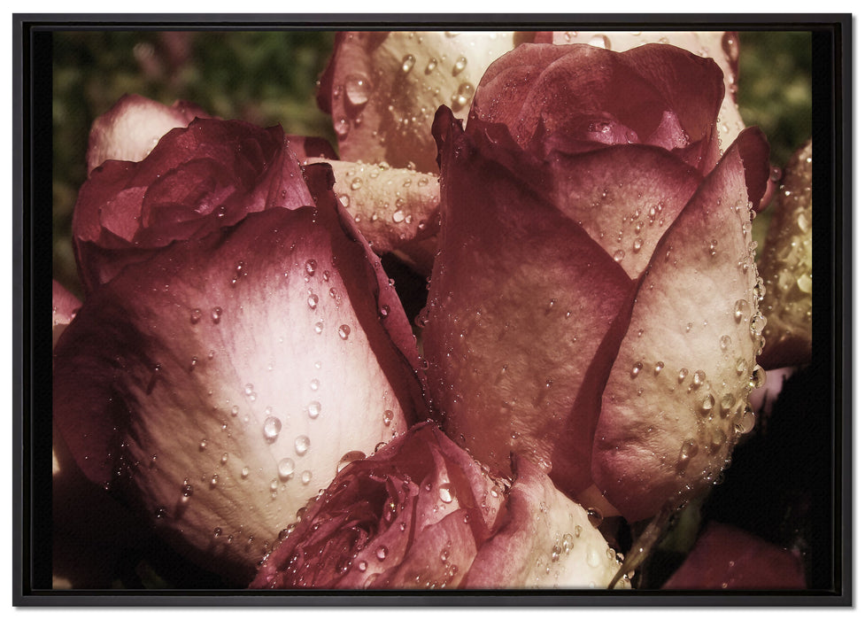Wassertropfen auf Rosenblüten auf Leinwandbild gerahmt Größe 100x70