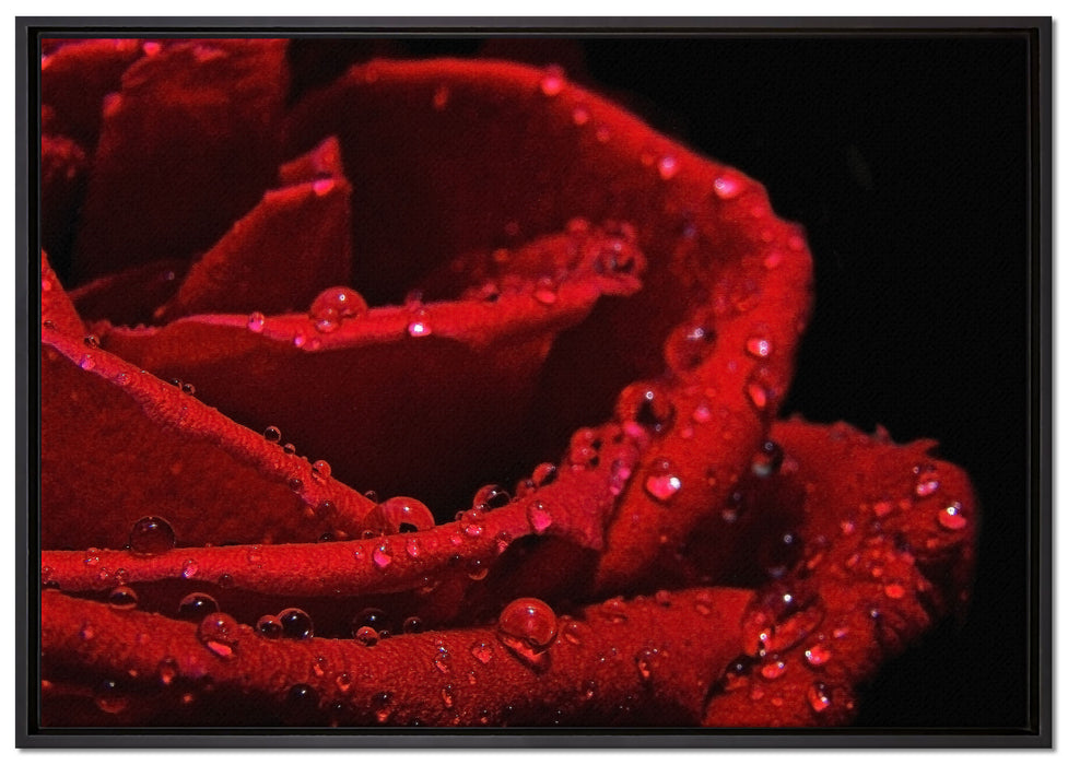 Tropfen auf roter Rose auf Leinwandbild gerahmt Größe 100x70