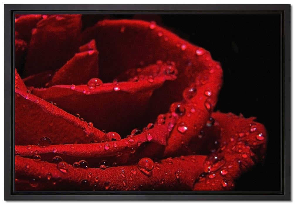Tropfen auf roter Rose auf Leinwandbild gerahmt Größe 60x40