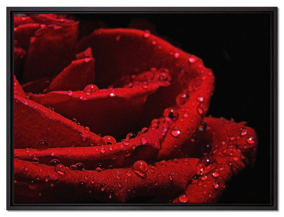 Tropfen auf roter Rose auf Leinwandbild gerahmt Größe 80x60
