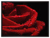 Tropfen auf roter Rose auf Leinwandbild gerahmt Größe 80x60