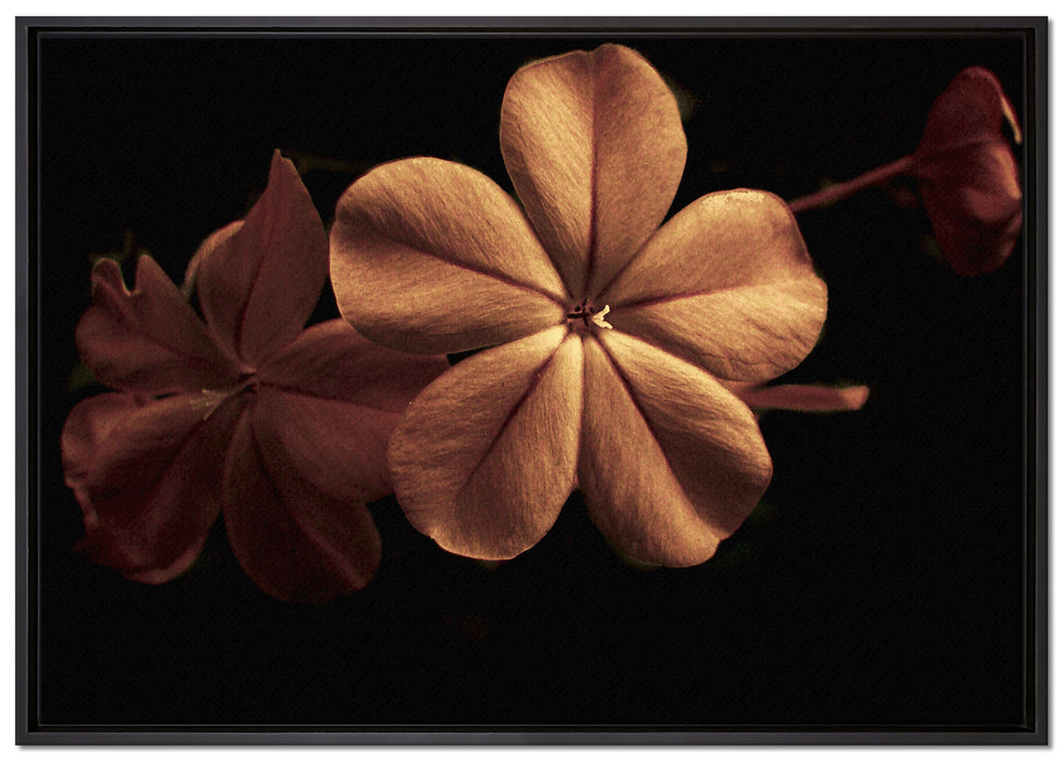 Dark zarte Lungenkrautblüte auf Leinwandbild gerahmt Größe 100x70